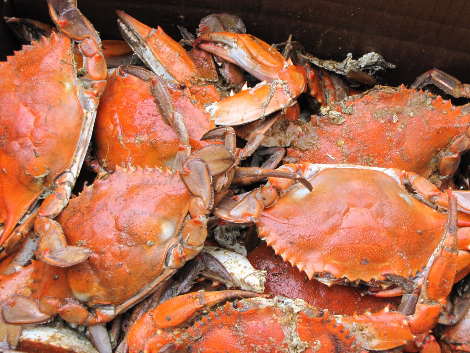 Russia’s FAS Notes the Risk of Monopolization of the Market of Crab and Certain Fish Species Extraction