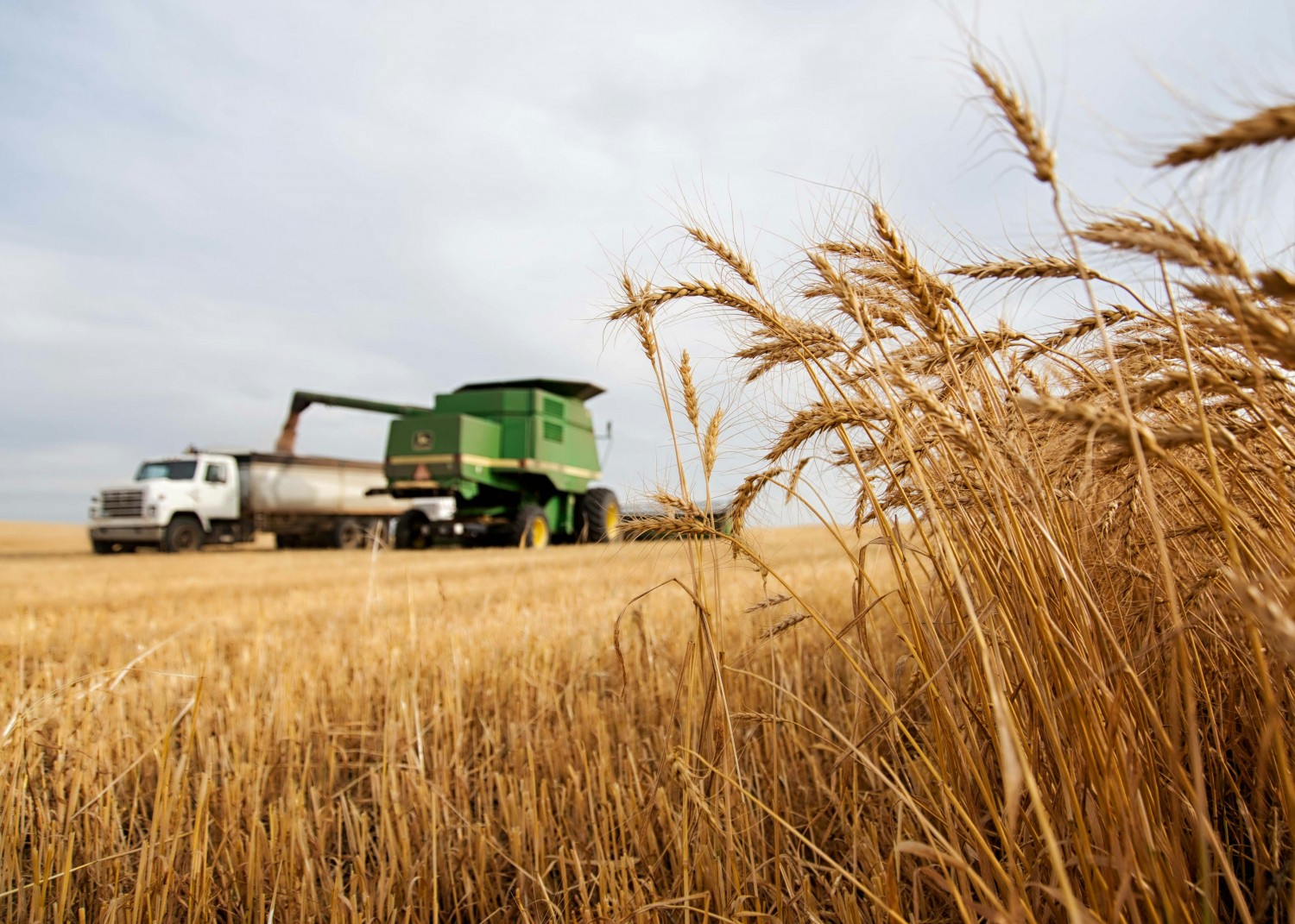 ФАС рекомендует усилить контроль за зерновым рынком