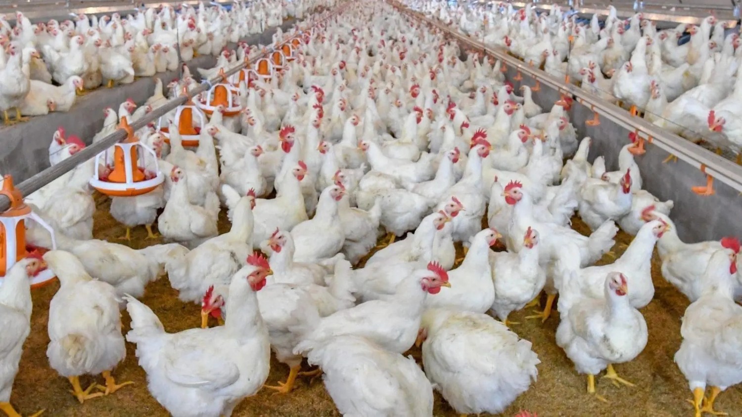 Competition Commission of SA to Conduct a Market Inquiry into the Poultry Industry Value Chain