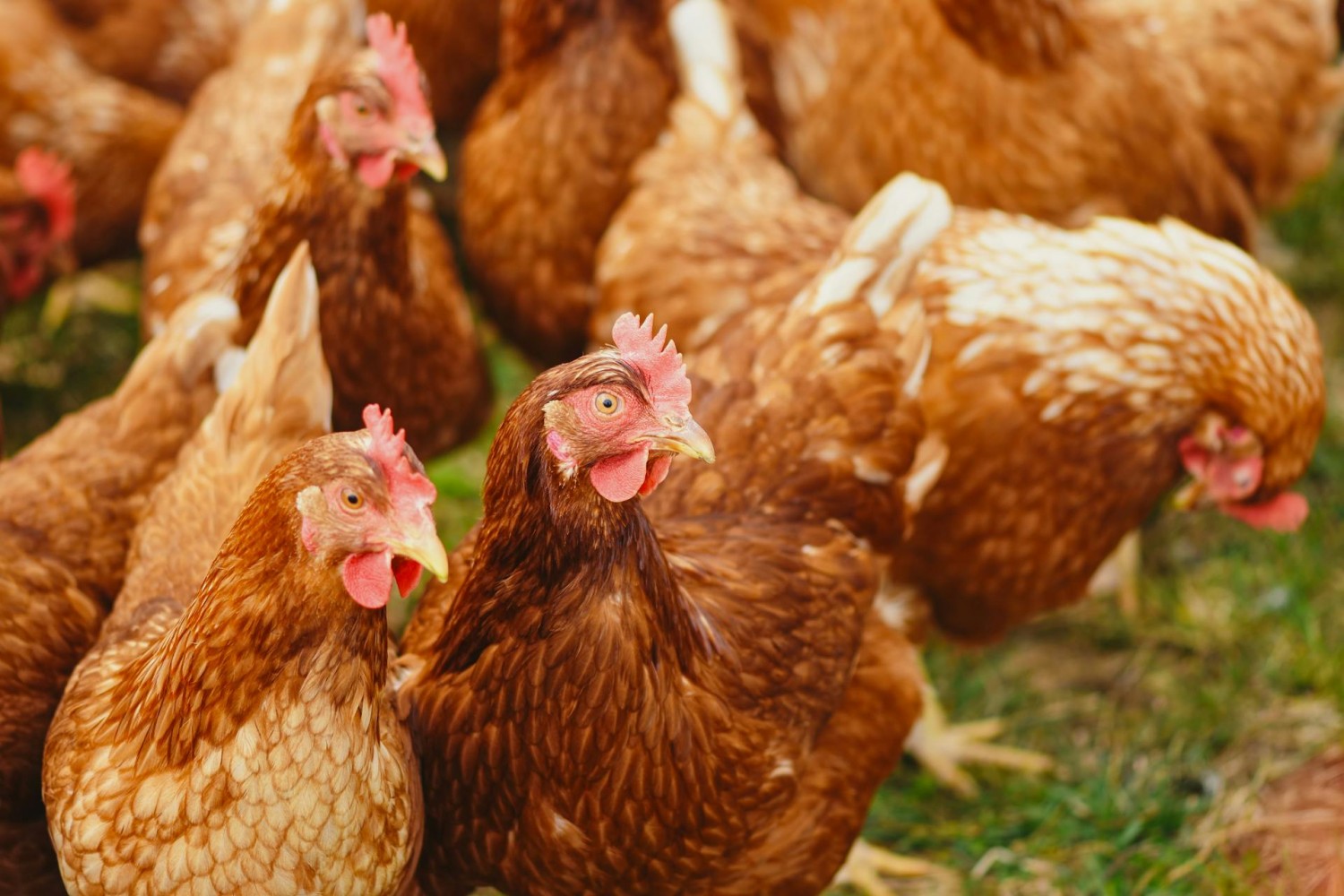 South African Poultry Industry Vows to Cooperate with Competition Commission