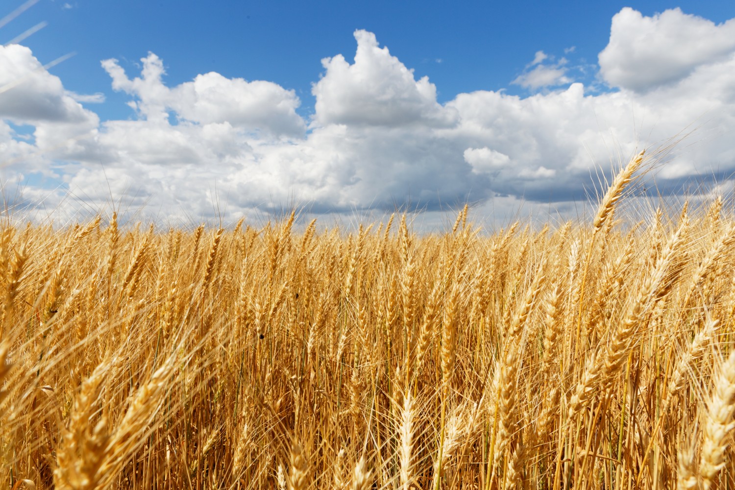 Алексей Иванов для “России24”: Наши экспортеры зерна заинтересованы в обеспечении стабильного спроса